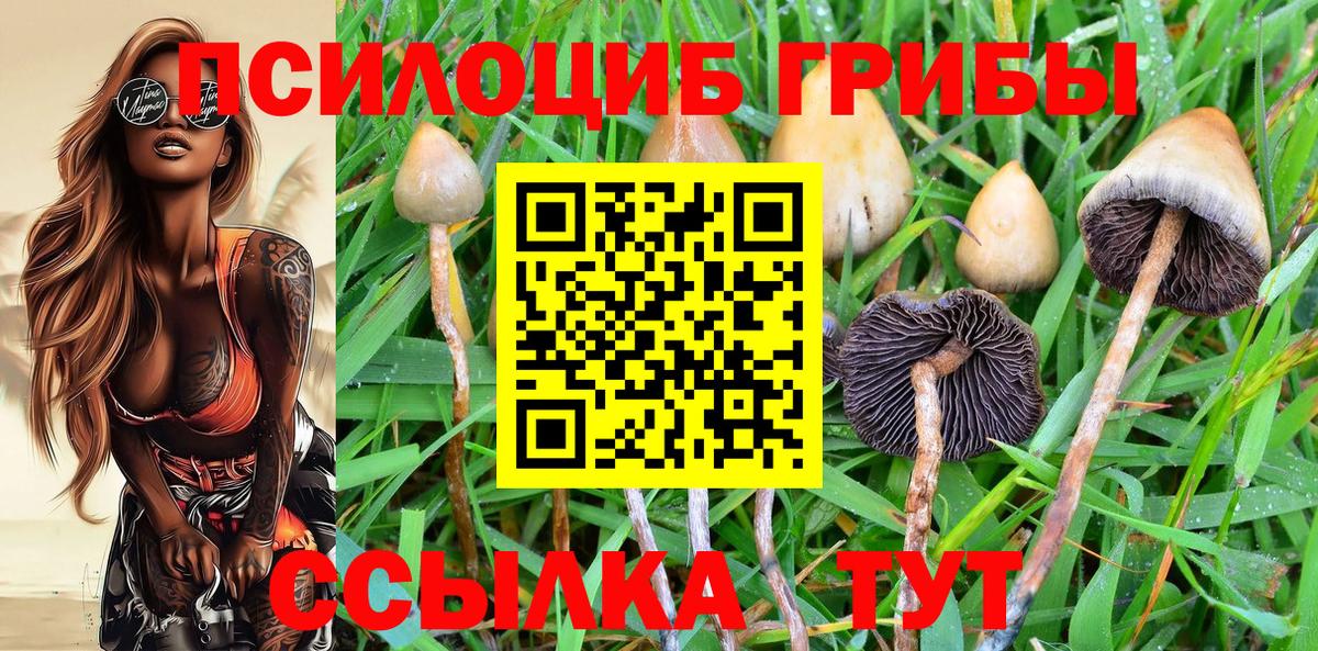 Ярцево  Галлюциногенные грибы Psilocybine cubensis  Вход с VPN 